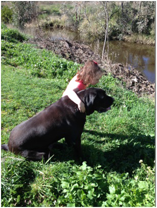 Australian Mastiff