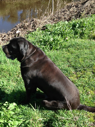 Australian Mastiff