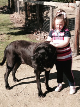 Australian Mastiff