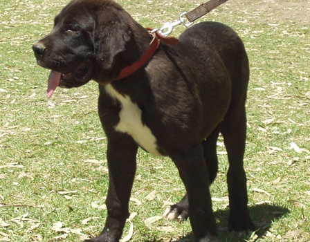 Australian Mastiff Dog at Australia's Best Bodyguards