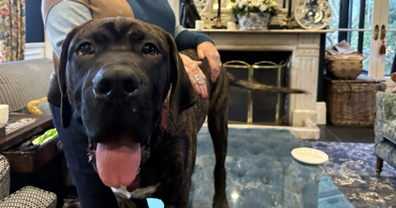 Australian Mastiff from Australia’s Best Bodyguards