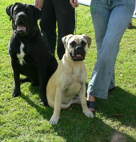 Australian Mastiff