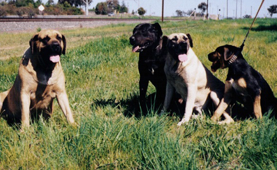 The Dogs at Australia's Best Bodyguards