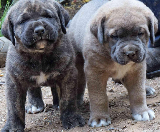The Pups at Australia's Best Bodyguards