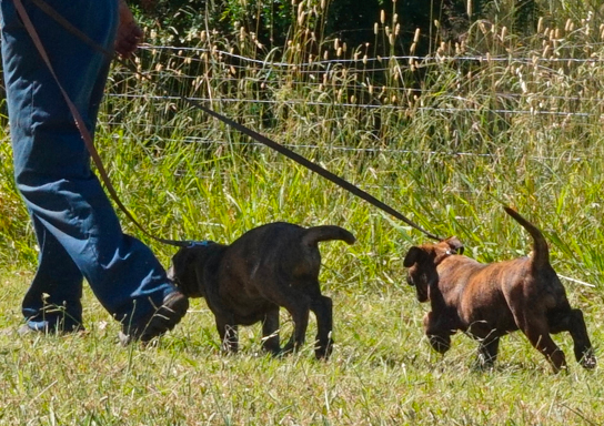 Two young pups learning to walk on a lead