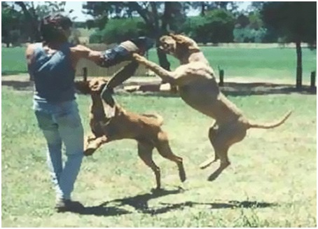 Training at Australia's Best Bodyguards
